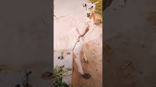 Devil pitbull dog breedpitbullfacts dog pitbull facts punjabi punjabisong music shorts [upl. by Frerichs]