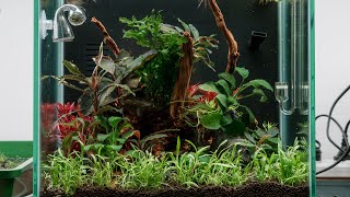 simple 30cm cube aquascape [upl. by Felten]