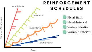 What are the Reinforcement Schedules in Operant Conditioning [upl. by Anaeli]