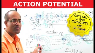 Action Potential in Neurons  Neurology  Dr Najeeb [upl. by Auberta]