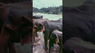 Pinnawala Elephant Orphanage  Sri Lanka [upl. by Anujra931]