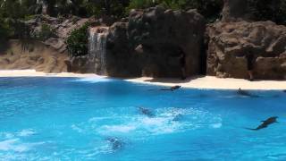 TENERIFE DOLPHIN SHOW  LORO PARQUE august 2011 [upl. by Aeet395]