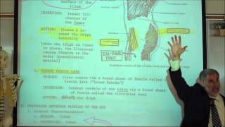 ANATOMY MUSCLES OF THE PERINEUM amp THIGH by Professor Fink [upl. by Jaquiss]