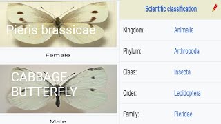 Pieris brassicae cabbage butterfly Identification life cycle Damage and control [upl. by Inneg]