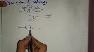 mRNA splicing and spliceosome  Genetics 🧬 Biochemistry [upl. by Butterfield175]