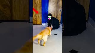 मेरे डॉग ने राक्षस को भगाया😱funnydogs shorts [upl. by Ylahtan663]