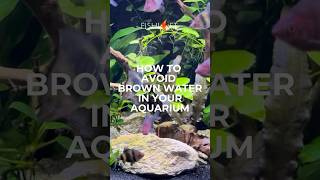 Avoiding Brown Water In Your Aquarium [upl. by Tidwell]