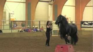 FRIESIAN STALLION UNBELIEVABLE Frederik the Great [upl. by Erlin]