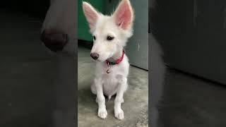 He’s handsome handsomepet indianspitz cuteanimal trending youtubeshorts [upl. by Oiramad]