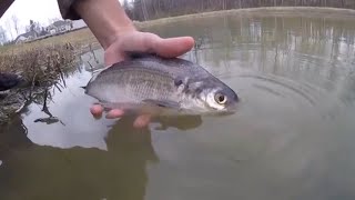 Stocking BIG Shad In My Pond [upl. by Sabanrab93]