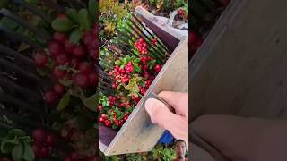 satisfying strawberry berrypicking newberry nature berryfarm garden fruit lingonberry [upl. by Fabe]