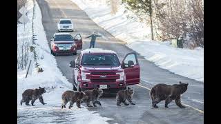 Grand Teton grizzly bear that delighted visitors for decades is killed by vehicle in Wyoming [upl. by Aleemaj125]