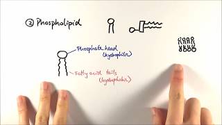 AS Biology  Phospholipids OCR A Chapter 35 [upl. by Marjana268]