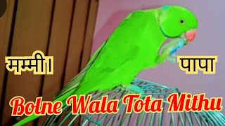 Bolne wala Tota Mithu 🦜 talking parrot mummy papa 💕😍 [upl. by Gnes738]