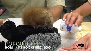 Baby PrehensileTailed Porcupine [upl. by Slack]