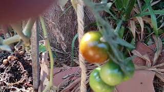 Various Types of Tomato are Forming [upl. by Miran]