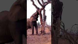 Elephant attack leopard and lion in tree [upl. by Auqenes359]