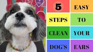 Five Easy Steps To Clean Your Dogs Ears [upl. by Marilin]