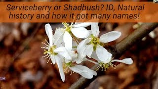 Serviceberry Shadbush Juneberry Saskatoon native early bloomer with names steeped in history [upl. by Nallaf]