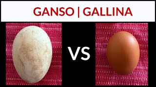 Huevo de GANSO VS huevo de GALLINA  Comparación [upl. by Thay]