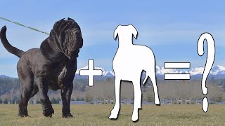 Top 8 Neapolitan Mastiff Mix  Neapolitan Mastiff Mixes [upl. by Htebazila]