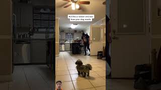 dog cobberdog puppy goldendoodle poodle dogtraining funny [upl. by Ulane]