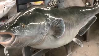 Blue Catfish Fish Mount Replica by Coast To Coast Fish Mounts [upl. by Aylmar164]