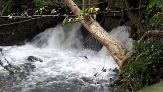 Water flows taken in Painswick Cotswolds fypシ゚viral youtube relaxing waterfall water [upl. by Arymat248]