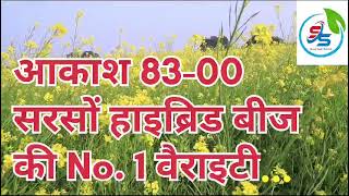 सीमेक सीडस f1 हायब्रिड लाही 8300 बम्पर पैदाबार [upl. by Nitsreik]