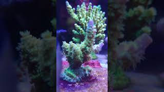 Walt Disney Acropora Tenuis [upl. by Kittie]