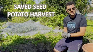 Saved Seed Potato Harvest [upl. by Trescott]