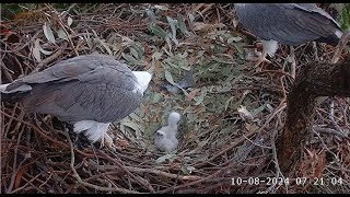 Sea EagleCAM Bielik białobrzuchy Sydney  Lady amp Dad karmienie SE33 i SE34 2024 08 10 [upl. by Marni201]