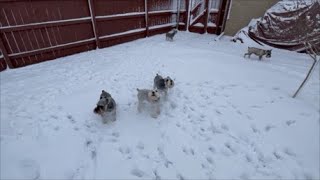 Howling Schnauzers  Life With 7 Schnauzers [upl. by Aidnama]