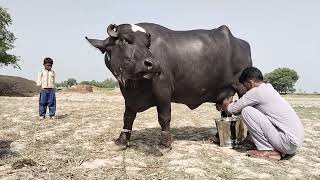 watch pure neeli Ravi buffalo for sale 1472024 in Punjab Pakistan on YouTube [upl. by Xirtaeb]