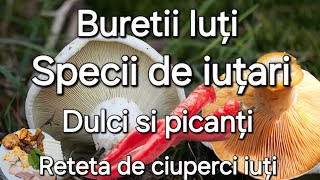 Buretii iuți Iuțari piperați și dulci Specii asemănătoare rețetă de Iuțari [upl. by Fayola732]