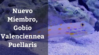 🔵 Gobio Valenciennea Puellaris Acuarios MB [upl. by Enahs380]