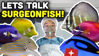 Talking Fish Surgeonfish Tangs and The Acanthuridae Fish Family [upl. by Sabec938]