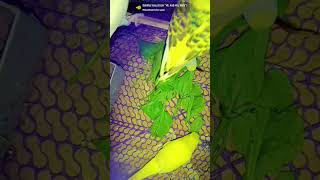 Budgies parrot birds viralvideo likeminivlog [upl. by Uriia46]