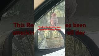 Red Cardinal Attacks Car Mirror In Central Florida [upl. by Nela276]