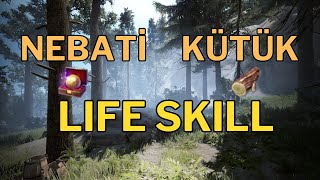 BDO Nebati amp Kütük  Life Skill  Black Desert Online Schrutify [upl. by Aeslek950]