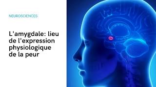 Lamygdale lieu de lexpression physiologique de la peur dans notre cerveau [upl. by Nerot959]