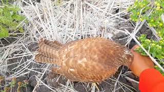 Berburu burung sawah menggunakan burung alapalap birds alapalap burung birdofprey [upl. by Carmela705]