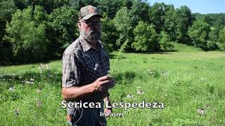 Invasive Species Control Sericea Lespedeza [upl. by Ranee]