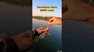 Окунь на Gamakatsu Hana S69FLsolid fishing рыбалка микроджиг fish рыбалкавидео gamakatsu [upl. by Aicina527]