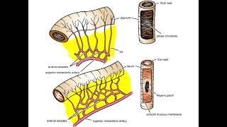 The Jejunum and Ileum PPT Slide Presentation [upl. by Methuselah785]