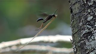 Grasscarrying Wasp Isodontia auripes [upl. by Patterman474]