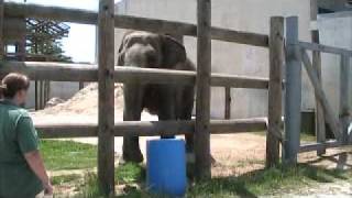 MITS Buttonwood Park Zoo Elephants Part 2 [upl. by Ynner342]