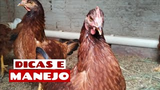 EMBRAPA 051 COM 120 DIAS  COMO FAZER O MANEJO  A POSTURA ESTÃ PRÃ“XIMA [upl. by Ymmaj644]