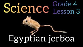 concept 12 lesson 3 Egyptian jerboa  sensing of the environment  science primary 4  منهج العلوم [upl. by Elyk]