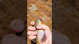 fishing creek tennessee fish rockbass gopro like follow subscribe [upl. by Acirtal]